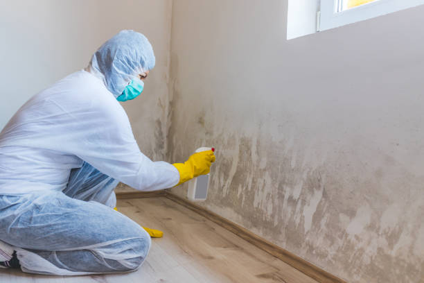 Licensed Basement Mold Removal service in Randolph, MN - WQB Mold Removal