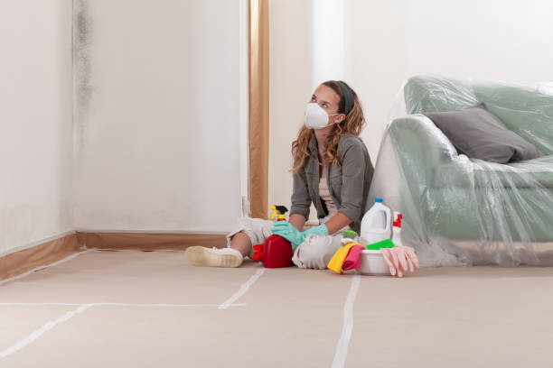 Reliable Basement Mold Removal contractor in Randolph, MN by WQB Mold Removal